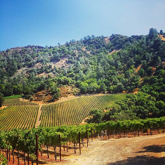 Ridgeline Vineyard in Sonoma County