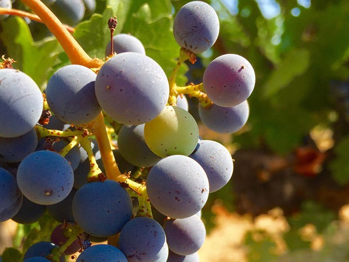 Veraison